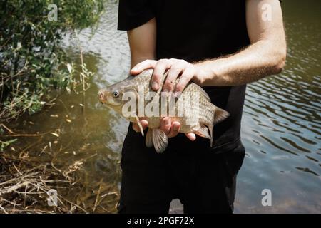 Frisch gefangener Karpfen in den Händen eines Fischers aus nächster Nähe Stockfoto