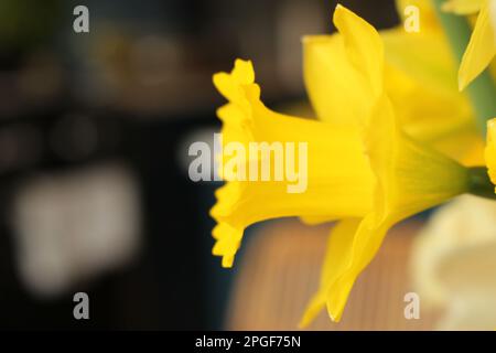 Seitenprofil einer blühenden, gelben Narzissenblume mit verschwommenem, weichem Innenhintergrund mit Kopierbereich auf der linken Seite Stockfoto