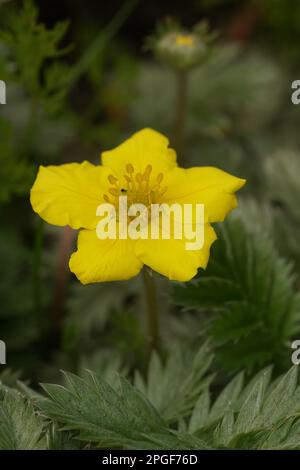 Natürliche vertikale Nahaufnahme eines gewöhnlichen Silbergras oder Silbercinquefoil, Potentilla anserina mit gelben Blüten Stockfoto