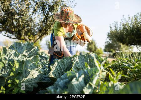 Eine Frau mittleren Alters, die ihren Gemüsegarten erntet Stockfoto