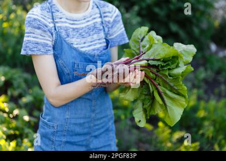 Junge Frau erntet frische rote Rüben, die sie auf ihrem Hof angebaut hat Stockfoto