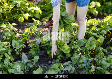 Junge Frau erntet frische rote Rüben, die sie auf ihrem Hof angebaut hat Stockfoto