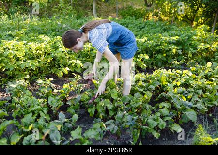 Junge Frau erntet frische rote Rüben, die sie auf ihrem Hof angebaut hat Stockfoto