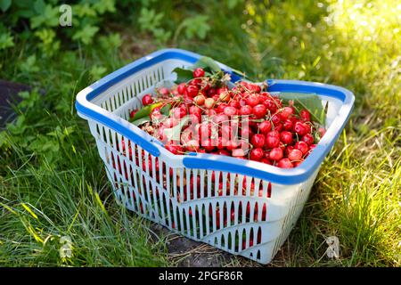 Korb mit roten reifen Kirschen im Garten Stockfoto