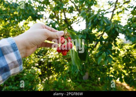 Der Mann pflückt reife und rote Kirschen von einem Baum Stockfoto