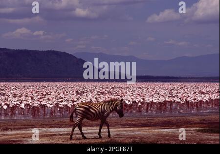 Ein Zebra Equus Quagga im Lake Nakuru National Park, Kenia, mit einer großen Gruppe von Flamingos im Hintergrund. Afrika. Stockfoto