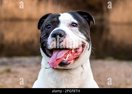 Nahaufnahme des Hundekopfes, Zunge hängt raus Stockfoto