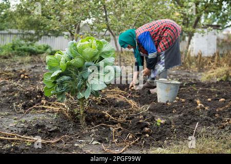 Eine alte Frau erntet im Garten gelbe Kartoffeln und Kohl Stockfoto