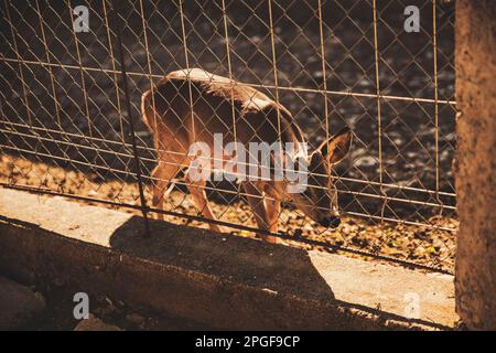 Ein kleines Reh hinter einem Zaun Stockfoto