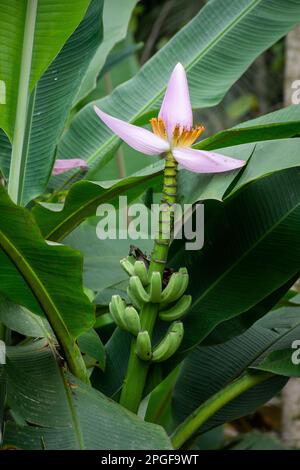 Wunderschöne Aussicht auf grüne junge Bananen und rosa Blüten im Regenwald Stockfoto