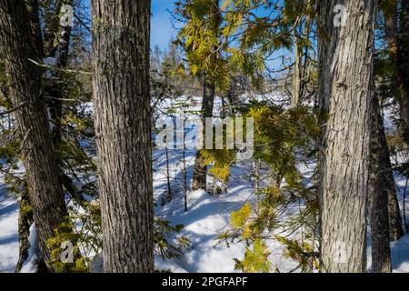 Northern White Cedars, Thuja occidentalis, im Winter entlang des Sand Point Marsh Trail, Pictured Rocks National Lakeshore, Obere Halbinsel, Michigan, USA Stockfoto