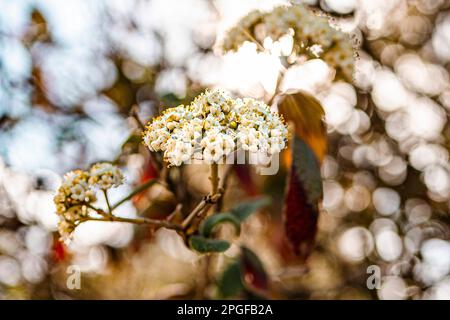 Weiße Blumen auf dem Ast mit Sonnenstrahlen und Bokeh Stockfoto