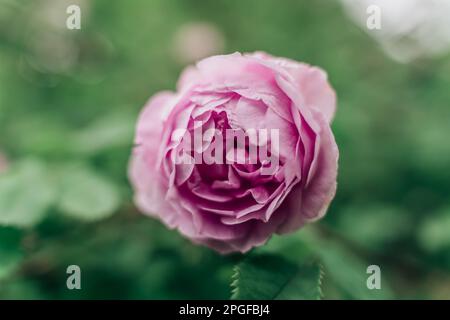 Nahaufnahme mit sanftem Fokus auf pinkfarbene englische Rosenblume Stockfoto