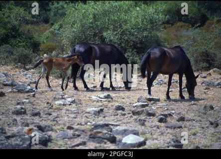 Sardisch Anglo-Arabisch. Freilebende Stute mit Fohlenstand. Giara di Gesturi, Sardinien, Italien Stockfoto