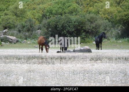 Italien Sardinien - Giara di Gesturi Park - das Giara Pferd ist eine endemische Art, die nur in der Giara di Gesturi Plateau lebt Stockfoto