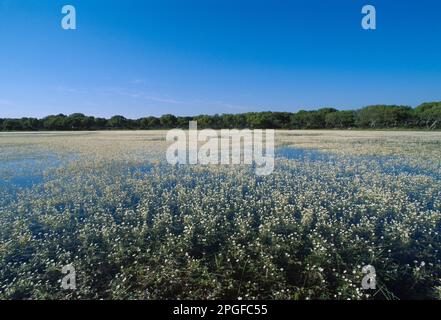 Flache Natursee (Pauli) Lebensraum mit Wasser-Crowfoot (Ranunculus SP.) am Basalt Hochebene Giara di Gesturi Sardinien blühend Stockfoto