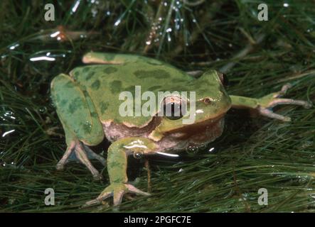 Dieser männliche Baumfrosch, Hyla arborea sarda, bereitet sich darauf vor, einen schnellen, schrillen Krak zu rufen, krak emittierte 3-6 Mal pro Sekunde. Stockfoto