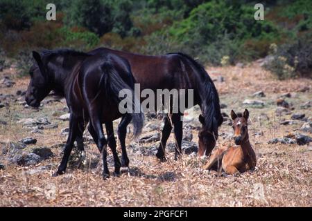 Sardinisch-Anglo-Araber. Freilebende Stute mit Fohlen. Giara di Gesturi, Sardinien, Italien Stockfoto