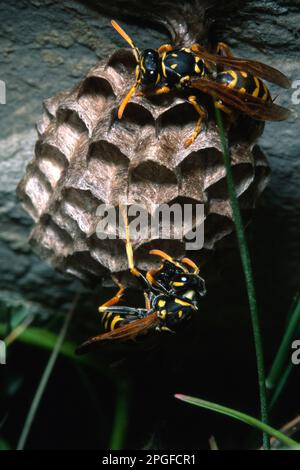 Wespen (Polistes gallicus) o Polistes dominulus Bauernest. Sardinien Italien Stockfoto