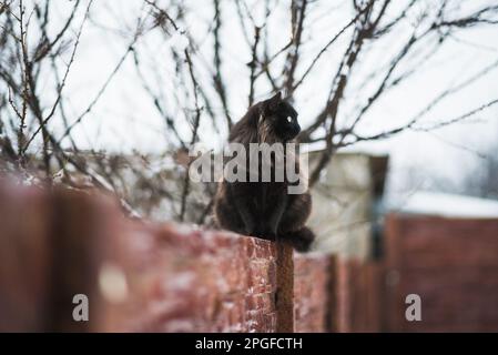 Die Schwarze Katze sitzt am Zaun Stockfoto