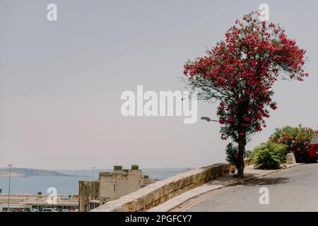 Schöner rosa Baum auf der Straße zum Meer Stockfoto