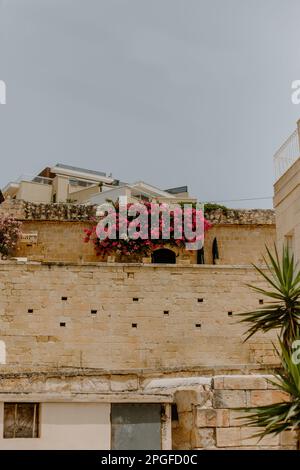 Leuchtend rosa Blumen auf einer Inselmauer in Marsaskala, Malta Stockfoto