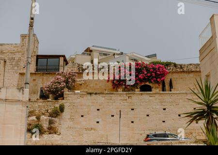 Leuchtend rosa Blumen auf einer Inselmauer in Marsaskala, Malta Stockfoto