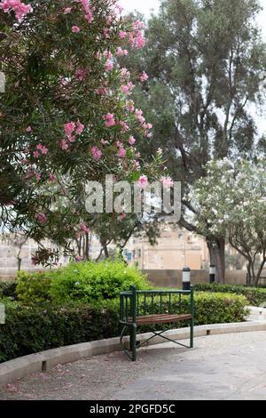 Leuchtend rosa Blumen auf einem Baum im Sommer in Malta Stockfoto