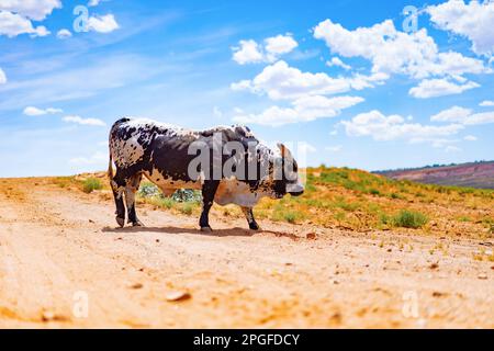 Arizona, Bullen- und Büffelfarm, Kühe auf einer US-Farm Stockfoto