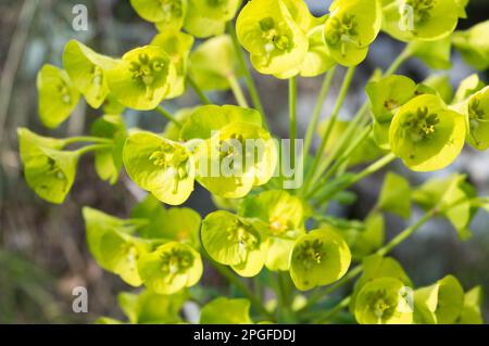 Mediterrane Flut, Eurhorbia-Merkmale, blühend im Frühling, Nahaufnahme von grüngelben Blumen Stockfoto