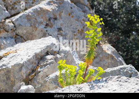 Mediterraner Spurge, Eurhorbia characias, blühend im Frühling, aufrechte Pflanze mit grünlich gelben Blüten, im Wald und felsigen Bereich Stockfoto