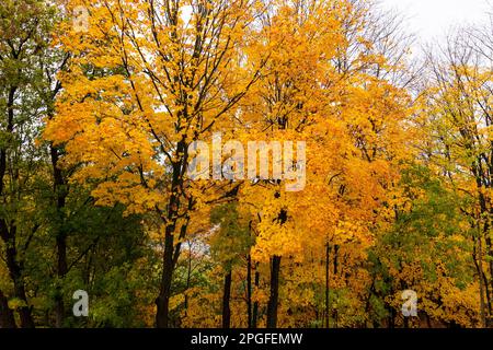 Herbstfarben in den Laurentians, Brownsburg-Chatham, Quebec, Kanada, großartiger Herbsttag. Stockfoto