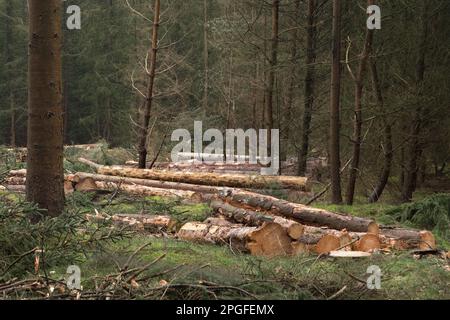 Waldbewirtschaftung: Eine Fällebene in einem Wald, Stapel von Baumstämmen überall Stockfoto