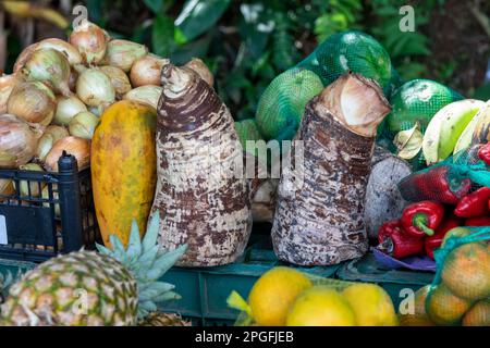 La Pavona, Costa Rica - Elefantenohrwurzel (Xanthosoma sagittifolium) unter den lokal angebauten Früchten und Gemüsesorten, die an einem Gemüsestand verkauft werden. Stockfoto