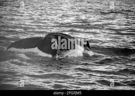 Walschwanz aus dem Wasser. Island. Europa Stockfoto