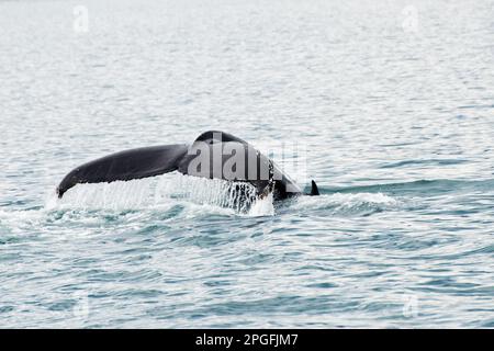 Der Schwanz eines Buckelwals, der aus dem Wasser kommt, Island. Europa Stockfoto