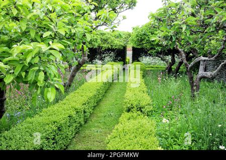 Graspfad entlang einer Kastenhecke, der Birnenbäume und farbenfrohe Blumen in einem englischen Sommergarten trennt. Stockfoto