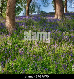 Blick auf die Bluebells im Wald bei Wylam, Northumberland, England, Großbritannien Stockfoto