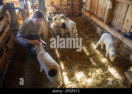 Bauernfrau im Stall streichelt junge Schafe und Lämmer auf dem Tierzuchtbetrieb Stockfoto