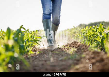 Ein Bauer, der im Frühling auf einem trockenen Maisfeld spaziert. Auswirkungen des Klimawandels auf die Landwirtschaft. Globale Erwärmung Stockfoto