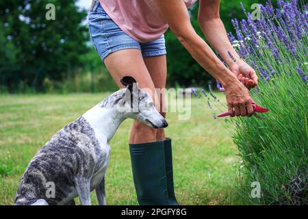 Whippet-Hund im Garten. Eine Frau schneidet Lavendelblumen mit einer Schnittschere Stockfoto