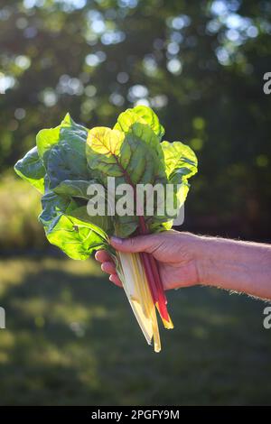 Mangold in der Hand. Organisches Blattgemüse im Garten. Geerntete Mangold-Blätter aus der regenbogenschweizer Stockfoto