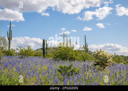 Blühende Blumen in der Sonora-Wüste im Picacho Peak State Park Stockfoto