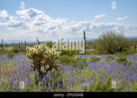 Blühende Blumen in der Sonora-Wüste im Picacho Peak State Park Stockfoto