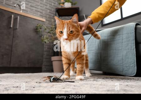 Lustige rote Katze, die zu Hause mit dem Besitzer spielt Stockfoto