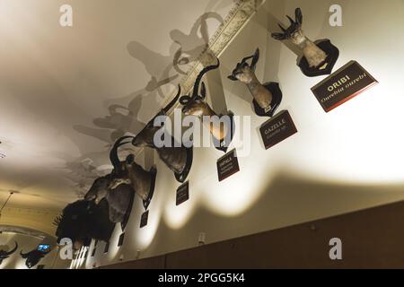 Blick aus dem niedrigen Winkel auf montierte Köpfe von Tieren an der Wand, Naturkundemuseum, Nottingham, Großbritannien. Hochwertiges Foto Stockfoto