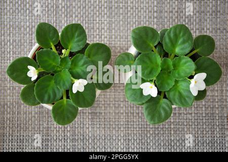 Draufsicht auf weiße afrikanische Violettpflanzen in Töpfen. Topfpflanzen auf dem Tisch Stockfoto