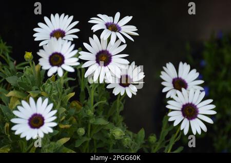 Afrikanische Gänseblümchen wachsen im Garten Stockfoto