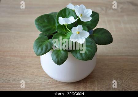 Weißes afrikanisches Violett im Topf. Eine Topfpflanze auf dem Tisch Stockfoto