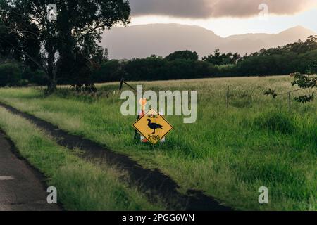 Straßenschild am Kreuz Nene in der Nähe einer Straße in Kauai, Hawaii - dezember 2022. Hochwertiges Foto Stockfoto